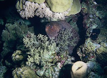 israel/red-sea-coral-reef/attraction/coral-resort-nuweiba-house-reef-diving-site