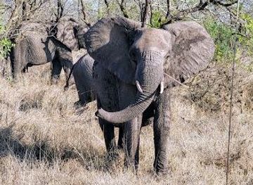 south-africa/nelspruit/attraction/kruger-flexi-tour