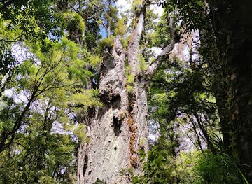new-zealand/northland/attraction/te-matua-ngahere