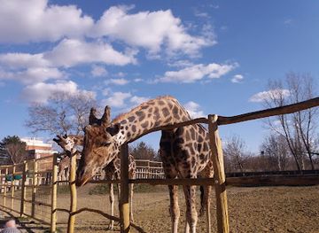 hungary/gyor/attraction/xantus-janos-allatkert