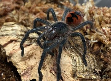 ecuador/manabi-region/attraction/pamphobeteus-sp-manabi