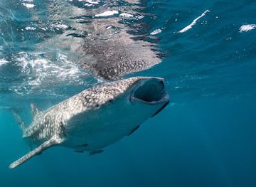 mozambique/inhambane-province/attraction/peri-peri-divers-tofo-scuba-dive-center