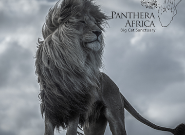 south-africa/western-cape/attraction/panthera-africa-big-cat-sanctuary