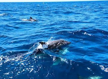 portugal/albufeira/attraction/sealife-dolphin-watching