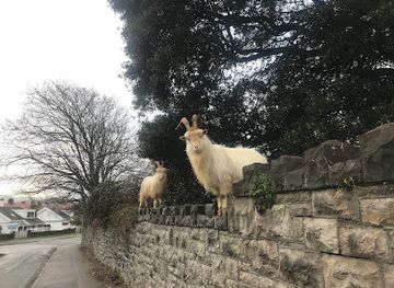 united-kingdom/llandudno/attraction/llandudno-kashmiri-goats