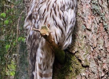 sweden/vasterbotten/attraction/rovdjurscentret-de-5-stora