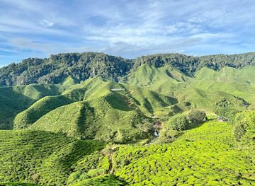 malaysia/pahang/attraction/cameron-valley-tea-view-point