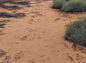 australia/riverland/attraction/db-mack-reserve-national-trust