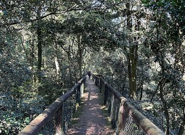 south-africa/hluhluwe-imfolozi-park/attraction/dlinza-forest-nature-reserve