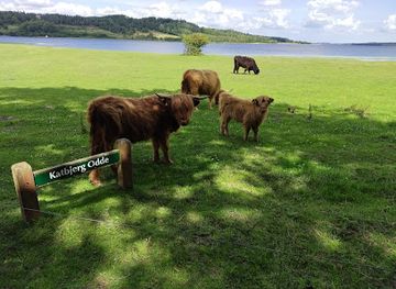 denmark/mariager-fjord/attraction/katbjerg-odde-mariager-fjord