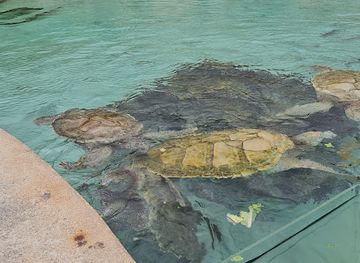 the-bahamas/nassau/cable-beach/attraction/the-santuary