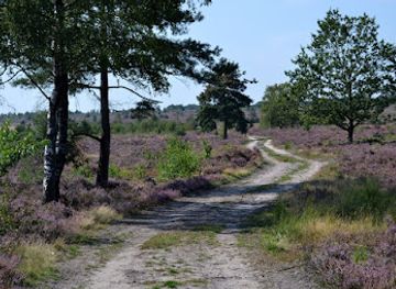 netherlands/sallandse-heuvelrug-national-park/attraction/hondenlosloopgebied-hexelerbosch