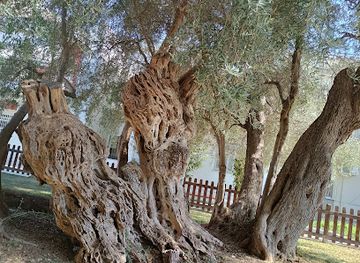 greece/attica/attraction/pisistratous-olive-tree