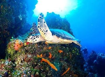 mexico/cozumel/attraction/scuba-reef-divers