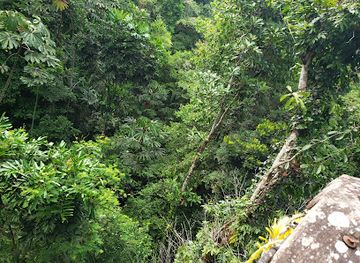 guyana/mazaruni-river/attraction/iwokrama-canopy-walkway
