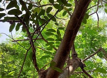 the-gambia/soma/attraction/botanical-garden-kerr-sering