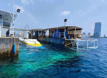 maldives/male-atoll/attraction/whale-submarine