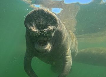 florida/crystal-river/attraction/plantation-adventure-center-and-manatee-tours