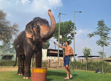 india/jaipur/attraction/elephant-with-jaipur-elephant-s-best-sanctuary-in-jaipur-contact-by-whatsapp