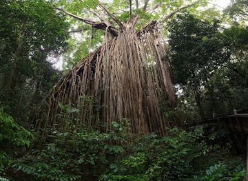 australia/atherton-tablelands/attraction/curtain-fig-tree