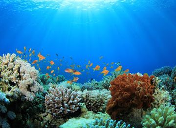 seychelles/ile-longue/attraction/coral-reef