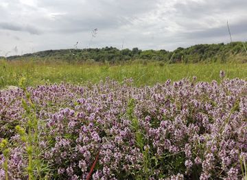 romania/bihor/attraction/csereklek