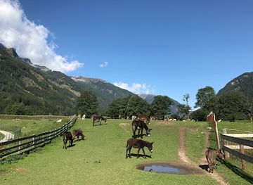 austria/millstatter-see/attraction/donkey-park-maltatal