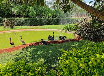 zimbabwe/mashonaland-central/attraction/birds-at-30