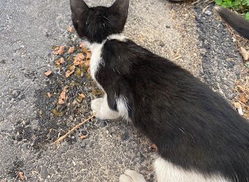 greece/chania/attraction/luka-the-cat