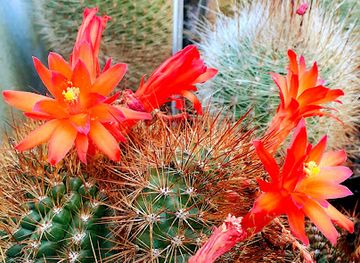 switzerland/zurich-lake/attraction/zurich-succulent-plant-collection