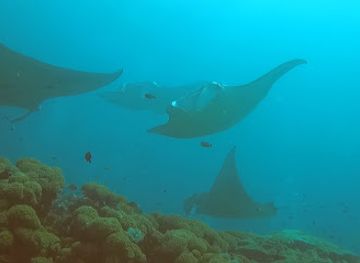 maldives/dhangethi-island/attraction/manta-station