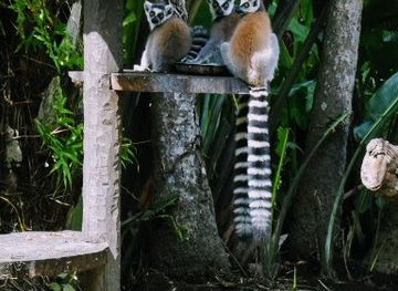 madagascar/atsimo-atsinanana/attraction/saiadi-botanical-garden