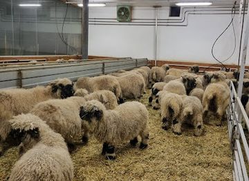 switzerland/zermatt/attraction/blacknose-sheep-farm