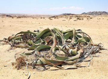 namibia/namib-naukluft-national-park/attraction/weltwitchia-drive