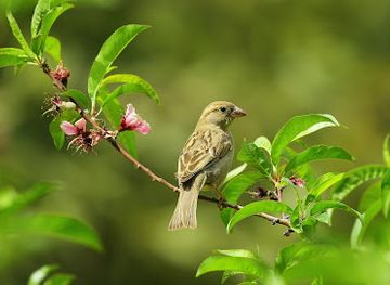 honduras/la-paz-region/attraction/el-playon-la-paz-honduras