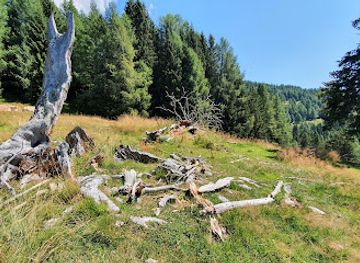 austria/millstatter-see/attraction/jahrhunderte-alte-fichte