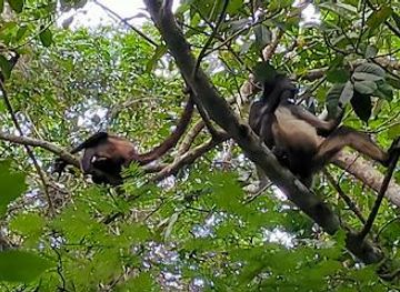 mexico/riviera-maya/attraction/punta-laguna-spider-monkey-and-nature-reserve