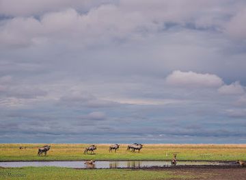 zambia/western-province/attraction/liuwa-plain-national-park