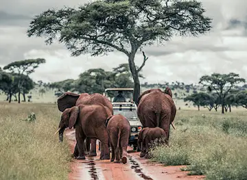 Waresa Tours & Safari - Tanzania Safari | Mount Kilimanjaro | Serengeti | Ngorongoro | Zanzibar