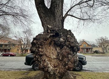 utah/ogden/attraction/the-witch-s-tree