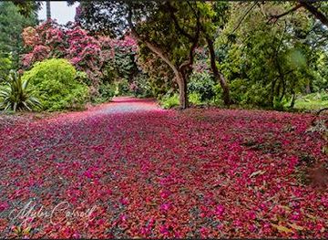 ireland/dublin/attraction/national-botanic-gardens-kilmacurragh