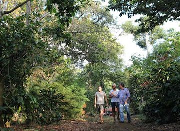 el-salvador/santa-ana/attraction/finca-la-esperanza-coffee-tour