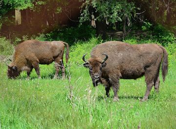 moldova/rudi-arionesti-nature-reserve/attraction/bison-reserve