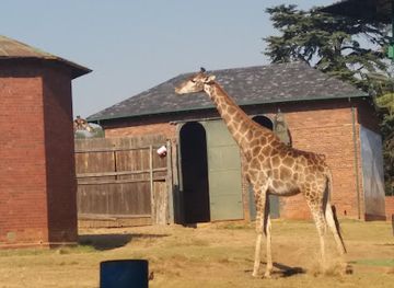 south-africa/johannesburg/rosebank/attraction/johannesburg-zoo