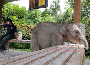 malaysia/pahang/attraction/national-elephant-conservation-centre-kuala-gandah