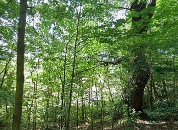 czechia/plzen/attraction/pamatny-strom