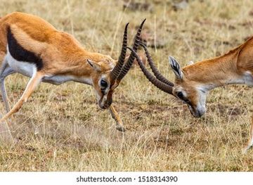 tanzania/mwanza/attraction/wild-life-education