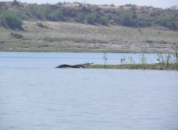 india/ranthambore/attraction/crocodile-sanctuary-chambal-river-palighat