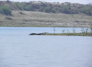 Crocodile Sanctuary Chambal River Palighat