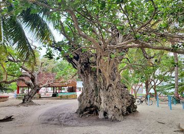 maldives/haa-dhaalu-atoll/attraction/historical-kaani-tree